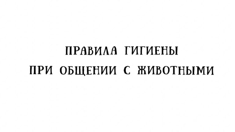 Подробнее о статье Гигиена